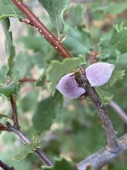 Disholcaspis simulata