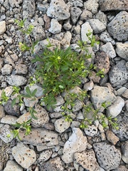 Potentilla