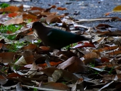 Chalcophaps longirostris