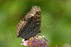 Junonia lemonias