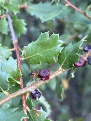 Disholcaspis prehensa