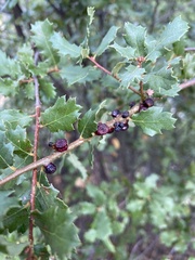 Disholcaspis prehensa