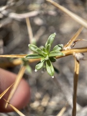 Hecastocleis shockleyi
