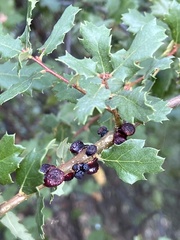 Disholcaspis prehensa