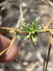 Hecastocleis shockleyi