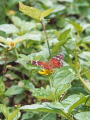 Anartia amathea