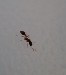 Formicidae
