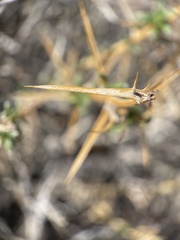 Hecastocleis shockleyi