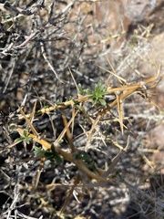 Hecastocleis shockleyi