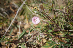Convolvulus remotus