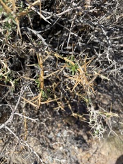 Hecastocleis shockleyi