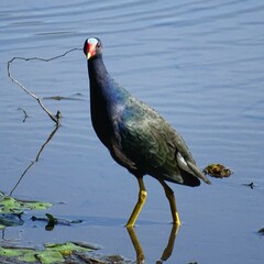 Porphyrio martinica