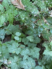 Tiarella trifoliata