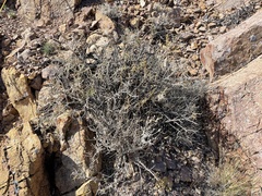 Hecastocleis shockleyi