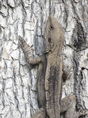 Agamidae
