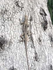 Agamidae