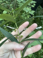 Lysimachia thyrsiflora
