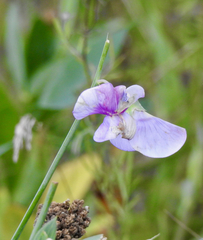 Lathyrus palustris