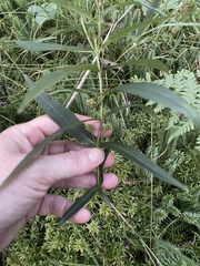 Lysimachia thyrsiflora