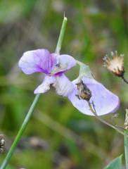 Lathyrus palustris