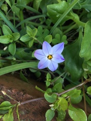 Ipheion uniflorum