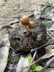 Protostropharia semiglobata