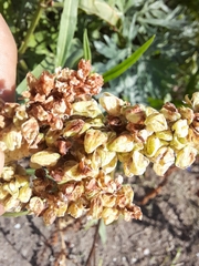 Rumex salicifolius