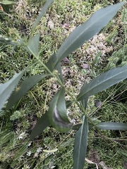 Lysimachia thyrsiflora