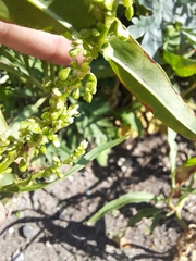 Rumex salicifolius
