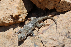Sceloporus clarkii