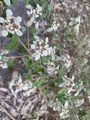 Spyridium parvifolium