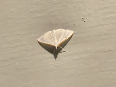 Diaphania costata