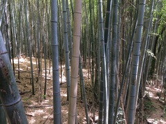 Phyllostachys edulis