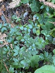 Galium triflorum