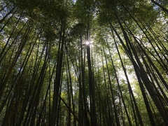 Phyllostachys edulis