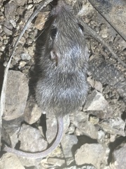 Perognathinae