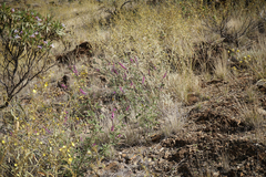 Cullen australasicum