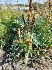 Rumex salicifolius