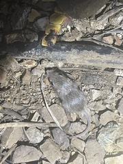 Perognathinae