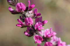 Cullen australasicum