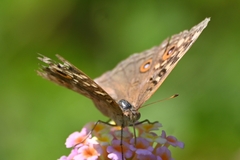 Junonia lemonias