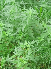 Urtica cannabina