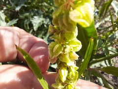 Rumex salicifolius