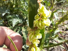 Rumex salicifolius