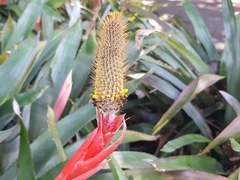 Aechmea pineliana