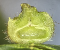 Caryomyia turbanella