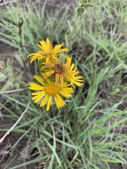 Grindelia adenodonta