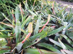 Aechmea pineliana