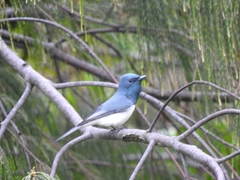 Myiagra rubecula