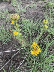 Grindelia adenodonta